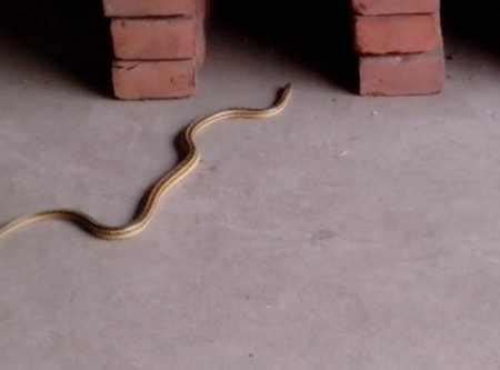 家裡突然出現蛇 如意擺放